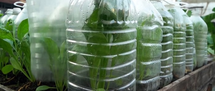 How to use PET bottles to grow a supply of spinach for the whole year in a month and a half