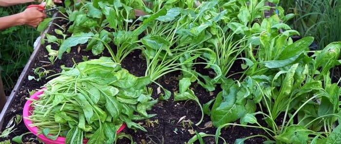 Cómo utilizar botellas de PET para cultivar espinacas para todo el año en un mes y medio