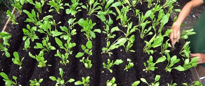 How to use PET bottles to grow a supply of spinach for the whole year in a month and a half