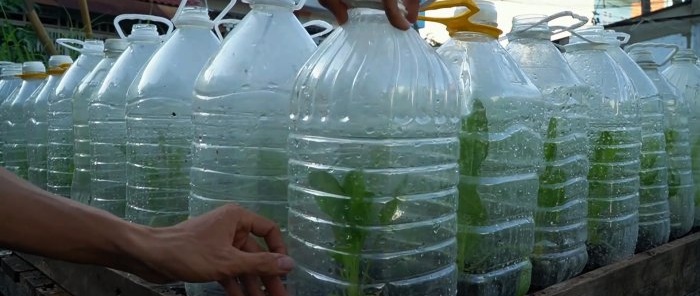 Come utilizzare le bottiglie in PET per coltivare una fornitura di spinaci per tutto l'anno in un mese e mezzo