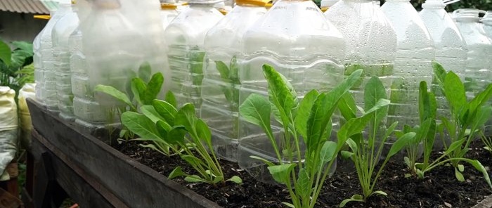 Cómo utilizar botellas de PET para cultivar espinacas para todo el año en un mes y medio