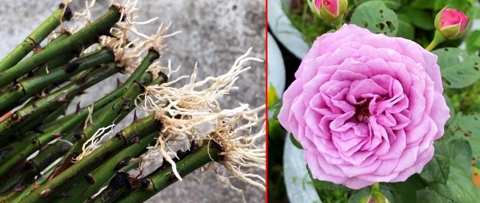 Il modo più semplice per propagare le rose in modo massiccio Consigli di un giardiniere professionista