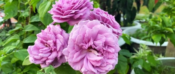 Най-лесният начин за масово размножаване на рози Съвет от професионален градинар