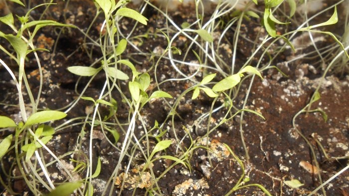 Πώς να καλλιεργήσετε μαϊντανό σε ένα περβάζι το χειμώνα και το καλοκαίρι Βήμα προς βήμα οδηγίες φωτογραφιών με μυστικά