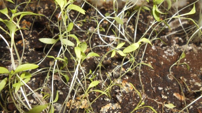 Cómo cultivar perejil en el alféizar de una ventana en invierno y verano Instrucciones fotográficas paso a paso con secretos