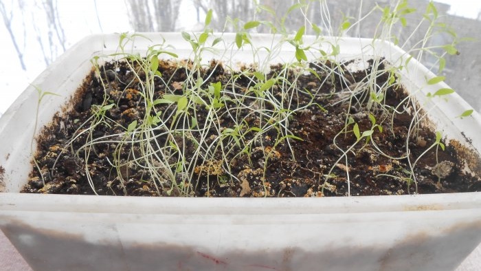 Jak pěstovat petržel na okenním parapetu v zimě a v létě Postupné fotografické pokyny s tajemstvím