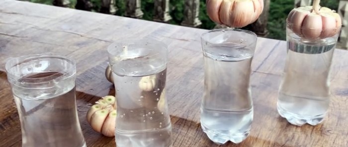 Come radicare l'aglio in modo facile e veloce utilizzando una bottiglia in PET