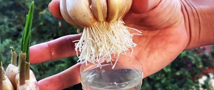 Come radicare l'aglio in modo facile e veloce utilizzando una bottiglia in PET