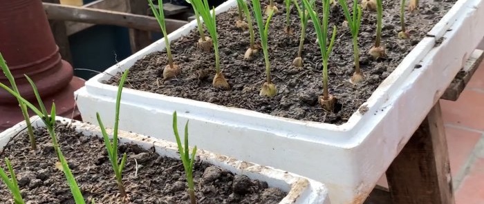 How to quickly and easily root garlic using a PET bottle
