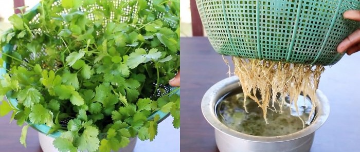 Un moyen simple de cultiver de la coriandre en hydroponie sur le rebord de votre fenêtre