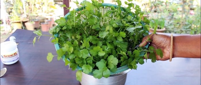 Ett enkelt sätt att odla koriander hydroponiskt på din fönsterbräda