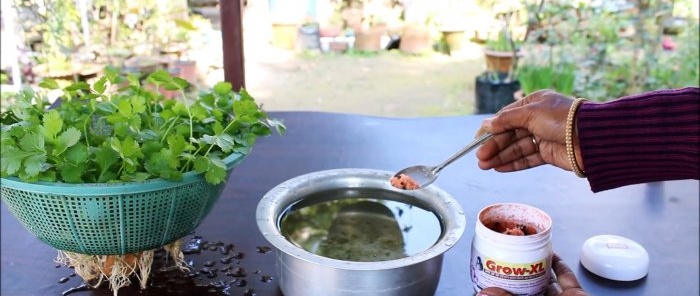 Pencere kenarında hidroponik olarak kişniş yetiştirmenin kolay bir yolu