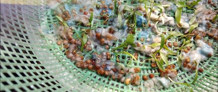 En enkel måte å dyrke koriander hydroponisk på vinduskarmen