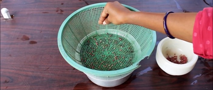 En nem måde at dyrke koriander hydroponisk i din vindueskarm
