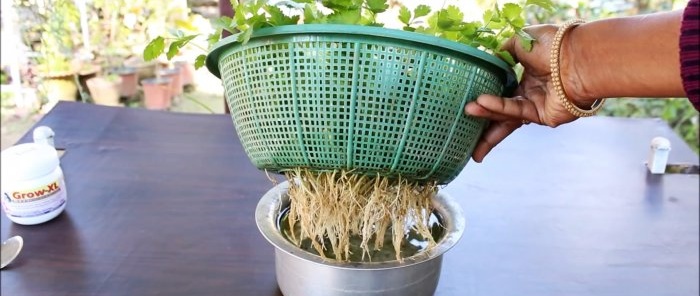 Ett enkelt sätt att odla koriander hydroponiskt på din fönsterbräda