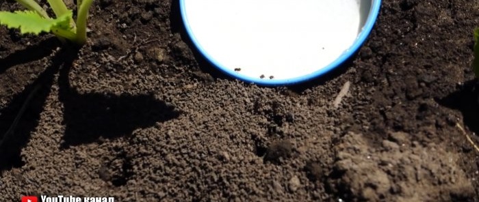 Um remédio simples e eficaz ajudará a se livrar das formigas irritantes