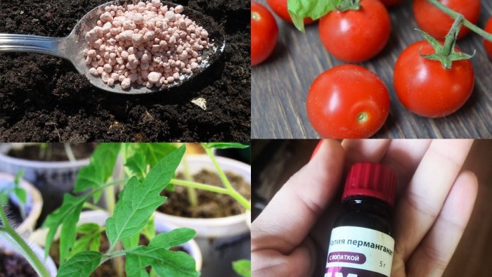 Toutes les subtilités et secrets pour bien planter des tomates pour les semis