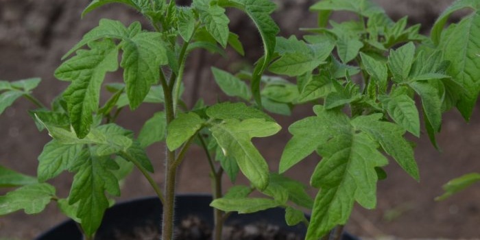 Todas las sutilezas y secretos de plantar correctamente tomates para plántulas.