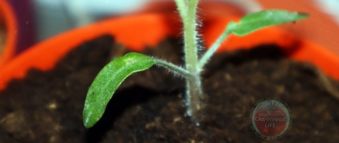 Како направити ђубриво од прстохвата од којег ће стабљике ваших биљака бити јаке и здраве