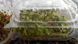 Microgreens at home