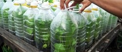 Cómo utilizar botellas de PET para cultivar espinacas para todo el año en un mes y medio