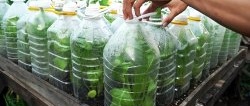 Paano gamitin ang mga bote ng PET upang magpalago ng suplay ng spinach sa buong taon sa loob ng isang buwan at kalahati