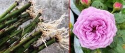 The easiest way to massively propagate roses. Advice from a professional gardener