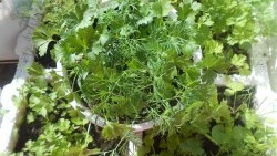 How to grow parsley on a windowsill in winter and summer. Step-by-step photo instructions with secrets