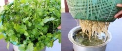 Una manera fácil de cultivar cilantro hidropónicamente en el alféizar de tu ventana