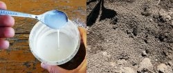 Een eenvoudige en effectieve remedie helpt vervelende mieren te verwijderen