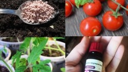 Všechny jemnosti a tajemství správné výsadby rajčat pro sazenice