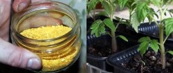 Kako napraviti gnojivo čiji će prstohvat učiniti stabljike vaših biljaka jakim i zdravim
