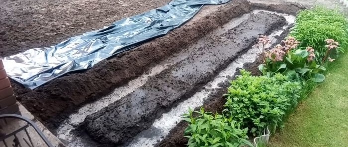 We plant cucumbers under film and forget about watering for the whole season