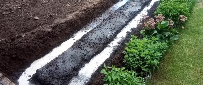 We plant cucumbers under film and forget about watering for the whole season