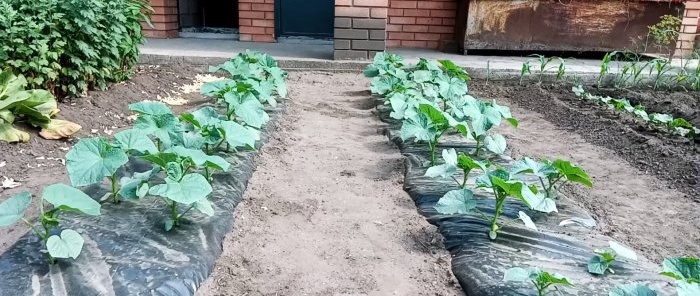 We plant cucumbers under film and forget about watering for the whole season