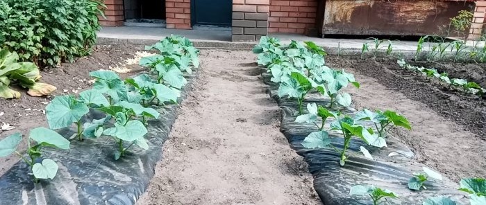 Plantamos pepinos bajo film y nos olvidamos de regar durante toda la temporada.