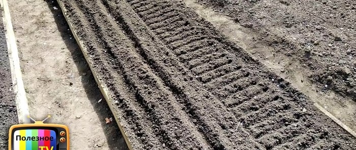 Truc de vida per als jardiners: plantació ràpida de pastanagues sense aclarir