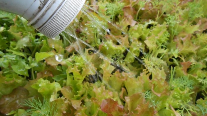 Growing leaf lettuce at home Full report from seed selection to results