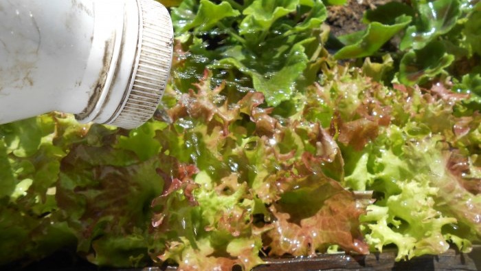 Pěstování listového salátu doma Úplná zpráva od výběru semen až po výsledky