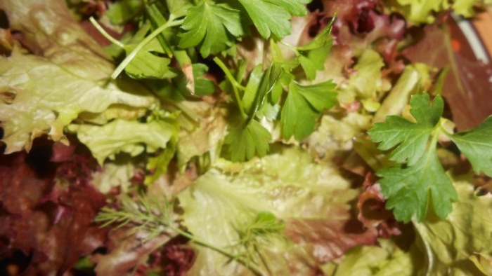 Dyrking av bladsalat hjemme Full rapport fra frøvalg til resultater