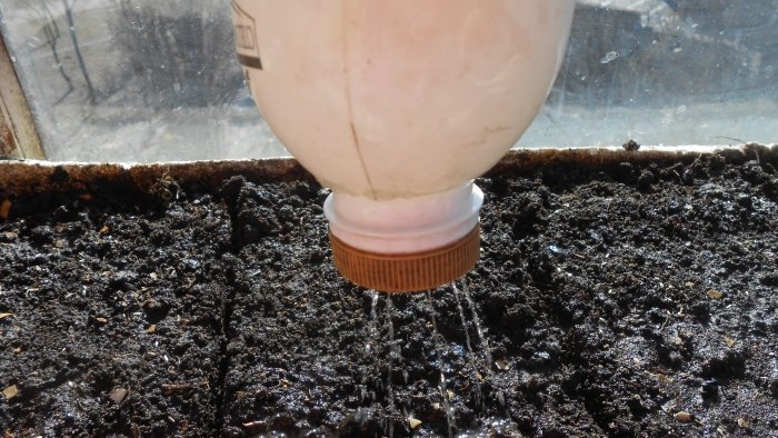 Coltivare la lattuga a foglia in casa Rapporto completo dalla selezione dei semi ai risultati