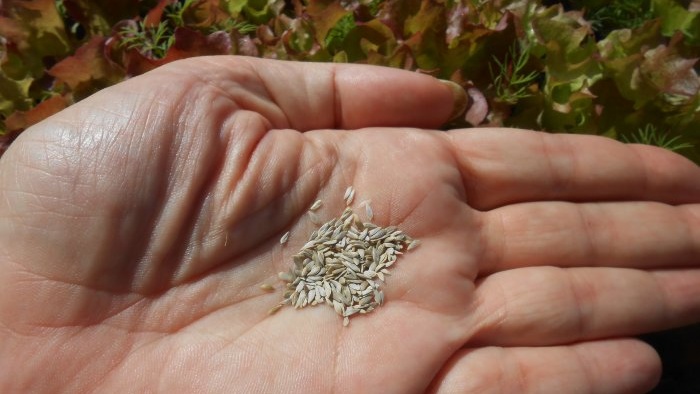 Uzgoj lisnate salate kod kuće Cijeli izvještaj od odabira sjemena do rezultata