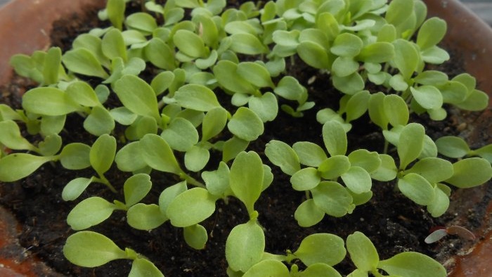 Growing leaf lettuce at home Full report from seed selection to results