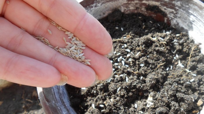 Coltivare la lattuga a foglia in casa Rapporto completo dalla selezione dei semi ai risultati