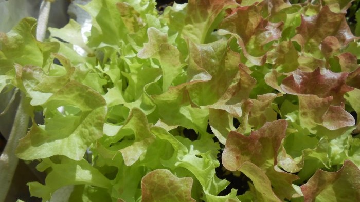 Uzgoj lisnate salate kod kuće Cijeli izvještaj od odabira sjemena do rezultata
