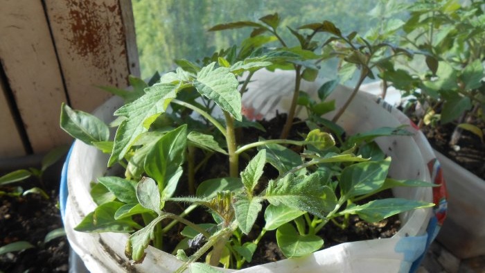 Life hack per als jardiners Estimulant la formació d'arrels de les plàntules amb àcid succínic