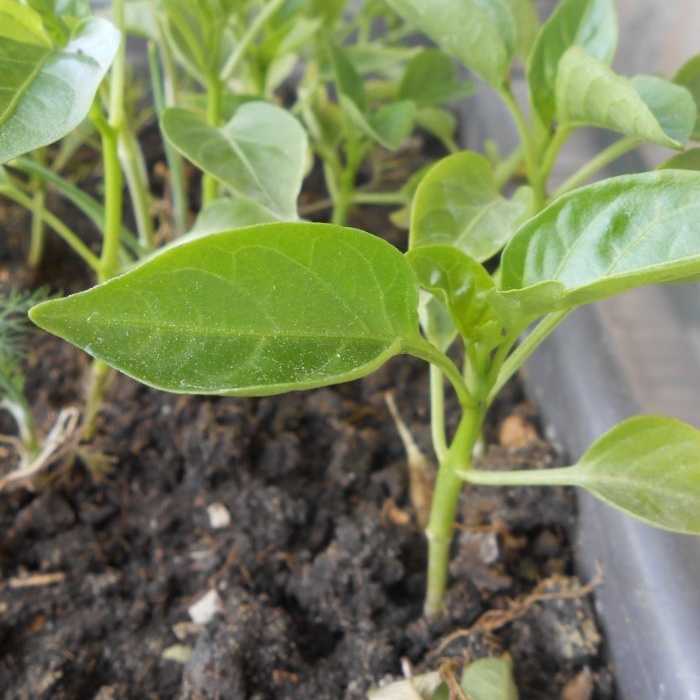Лифе хацк за баштоване Подстицање формирања корена садница помоћу јантарне киселине