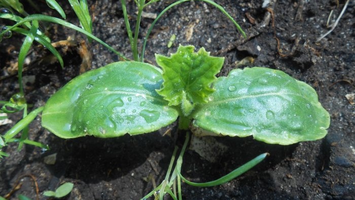 Truco para jardineros Estimulación de la formación de raíces en plántulas utilizando ácido succínico
