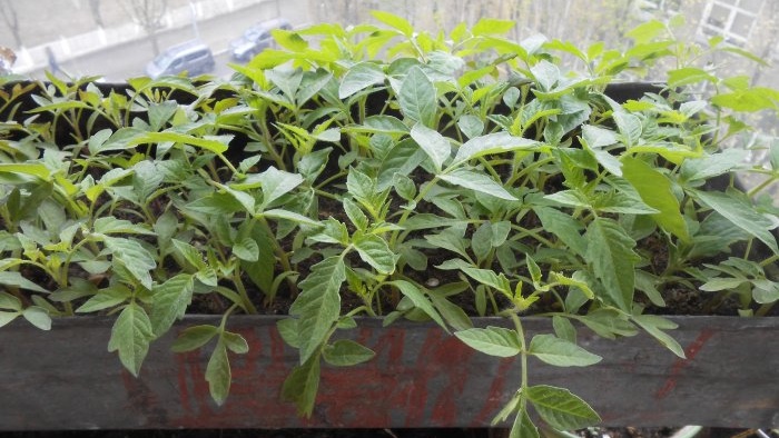 Лифе хацк за баштоване Подстицање формирања корена садница помоћу јантарне киселине