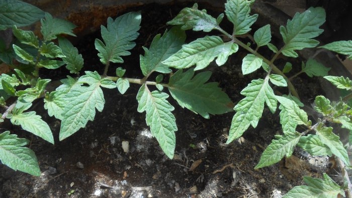 Truco para jardineros Estimulación de la formación de raíces en plántulas utilizando ácido succínico